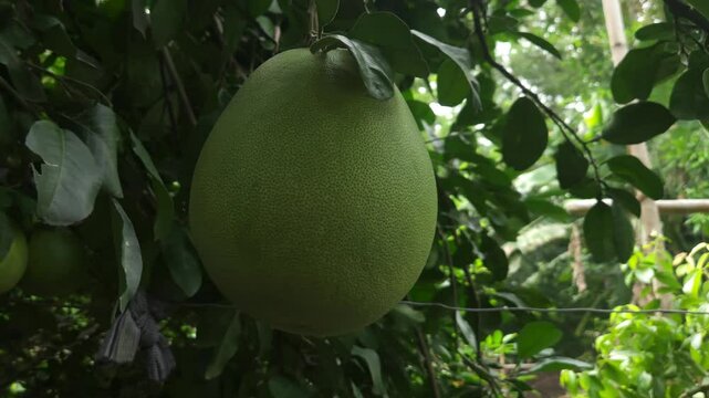 Citrus maxima or Citrus grandis, Common names: grapefruit, pomello, pummelo, pommelo, pumelo, jabong (Hawaii) and jambola, shaddick, or shaddock is natural (non-hybrid) citrus fruit