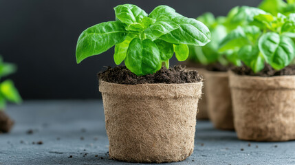 vibrant green plant grows biodegradable pot made from natural fibers, showcasing sustainability