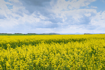 Obraz premium In the Czech Republic, a picturesque scene unfolds with a sprawling field of bright yellow rapeseed flowers in full bloom, set against a backdrop of a partly cloudy sky and distant land.
