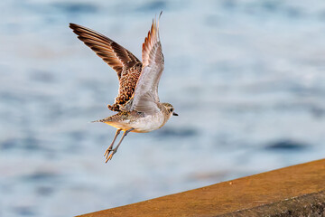 飛翔する可愛いダイゼン（シギ科）
英名学名：Grey Plover, Black-bellied Plover, Pluvialis squatarola
夜明けの底土港と底土海水浴場の日の出。
東京都伊豆諸島八丈島-2025年

