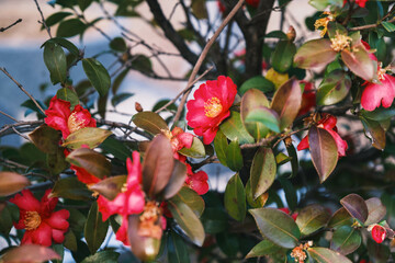 [NARA]Area of historical buildings in Nara Prefecture, Nostalgic scenery, Beautiful flowers, Imaicho, Japan