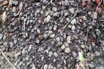 Detailed close-up showing the remarkable bark texture of a tree with unique protrusions and subtle earth-tone hues