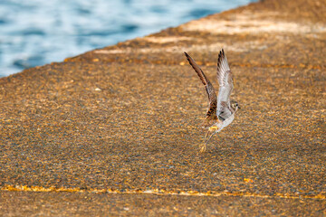 飛翔する可愛いダイゼン（シギ科）
英名学名：Grey Plover, Black-bellied Plover, Pluvialis squatarola
夜明けの底土港と底土海水浴場の日の出。
東京都伊豆諸島八丈島-2025年
