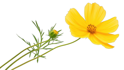 a vibrant yellow flower with delicate petals and a budding flowe