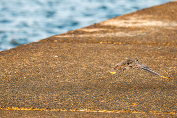 飛翔する可愛いダイゼン（シギ科）
英名学名：Grey Plover, Black-bellied Plover, Pluvialis squatarola
夜明けの底土港と底土海水浴場の日の出。
東京都伊豆諸島八丈島-2025年
