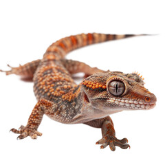 Naklejka premium Gargoyle Gecko AI Generated Image