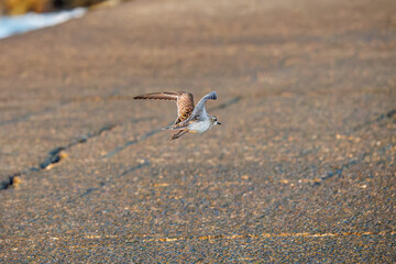 飛翔する可愛いダイゼン（シギ科）
英名学名：Grey Plover, Black-bellied Plover, Pluvialis squatarola
夜明けの底土港と底土海水浴場の日の出。
東京都伊豆諸島八丈島-2025年
