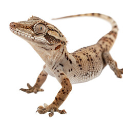 Naklejka premium Gargoyle Gecko AI Generated Image