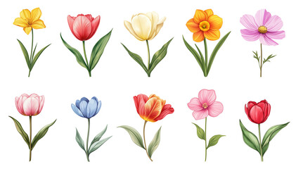 Set of flowers with stems, flat illustration style, isolated on a transparent background