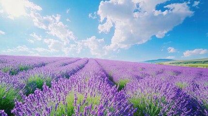 Lavender Field Under Bright Blue Sky with Fluffy White Clouds on a Sunny Day