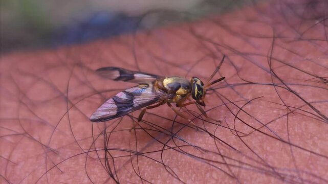 Macro Video of Dangerous fly Sucking Blood from human skin, Dengue Disease, Zika, EEE Virus Parasite Insect Bite