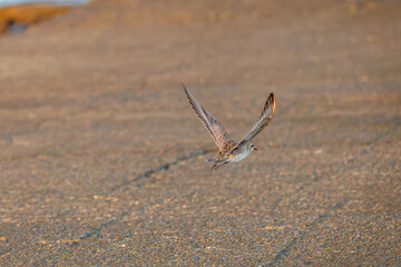 飛翔する可愛いダイゼン（シギ科）
英名学名：Grey Plover, Black-bellied Plover, Pluvialis squatarola
夜明けの底土港と底土海水浴場の日の出。
東京都伊豆諸島八丈島-2025年
