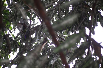 Intricate canopy of textured foliage, creating a dense arboreal network