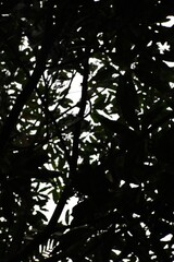 Mystical Canopy Glimpses, a dance of light and shadows through the dense foliage, evokes the tranquility of untouched nature's beauty