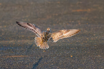 飛翔する可愛いダイゼン（シギ科）
英名学名：Grey Plover, Black-bellied Plover, Pluvialis squatarola
夜明けの底土港と底土海水浴場の日の出。
東京都伊豆諸島八丈島-2025年
