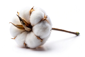 Silk Cotton Flower in Sharp Focus, Isolated on White