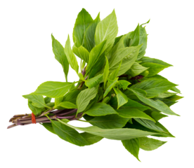 Basil leaves isolated on a transparent background