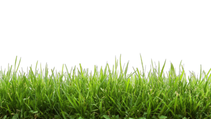 a close-up view of lush green grass against a plain white backgr