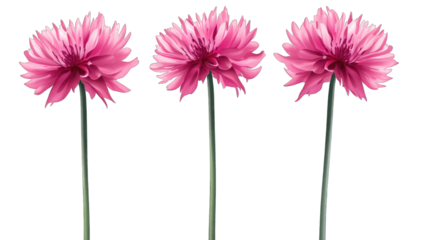 three vibrant pink flowers with long green stems arranged in a r
