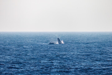 Obraz premium ブリーチング（ジャンプ）、ペダンクルアーチ（海面に背中を出す）をしている。陸から見えたザトウクジラ（ナガスクジラ科）の群れが泳ぐ様子。クロアシアホウドリ（アホウドリ科）も飛ぶ。翼長は２m以上。 英名学名：Humpback Whale, Megaptera novaeangliae Black-footed albatross, Diomedea nigripes 東京都伊豆諸島八丈島-2025年 