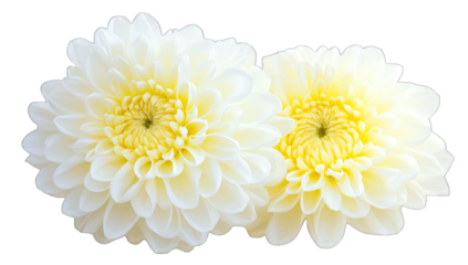 two large blooming white and yellow flowers showcasing their int