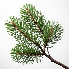 Naklejka premium Pine Branch Isolated on White Background