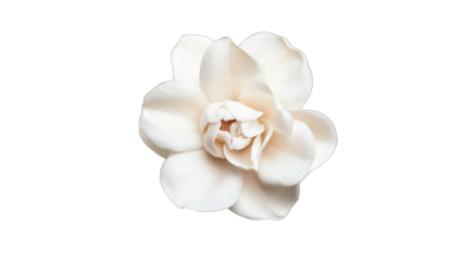 white flower with layered petals set against a minimalistic whit