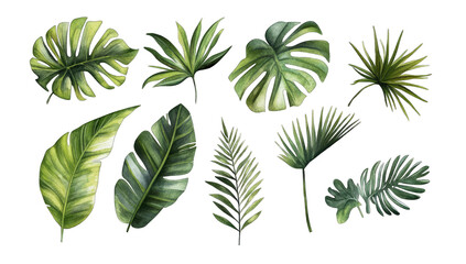 Obraz premium collection of various tropical leaves showcasing their intricate