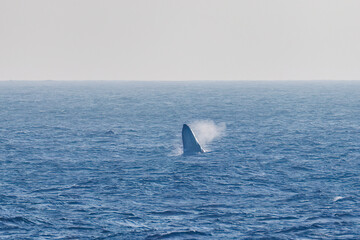 Fototapeta premium ブリーチング（ジャンプ）、ペダンクルアーチ（海面に背中を出す）をしている。陸から見えたザトウクジラ（ナガスクジラ科）の群れが泳ぐ様子。クロアシアホウドリ（アホウドリ科）も飛ぶ。翼長は２m以上。 英名学名：Humpback Whale, Megaptera novaeangliae Black-footed albatross, Diomedea nigripes 東京都伊豆諸島八丈島-2025年 