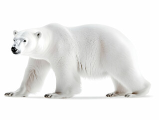 Fototapeta premium Photo of a Majestic White Polar Bear Walking on a Clean White Background