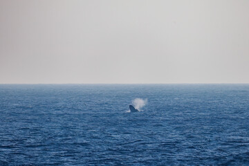 Obraz premium ブリーチング（ジャンプ）、ペダンクルアーチ（海面に背中を出す）をしている。陸から見えたザトウクジラ（ナガスクジラ科）の群れが泳ぐ様子。クロアシアホウドリ（アホウドリ科）も飛ぶ。翼長は２m以上。 英名学名：Humpback Whale, Megaptera novaeangliae Black-footed albatross, Diomedea nigripes 東京都伊豆諸島八丈島-2025年 