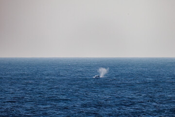 ブリーチング（ジャンプ）、ペダンクルアーチ（海面に背中を出す）をしている。陸から見えたザトウクジラ（ナガスクジラ科）の群れが泳ぐ様子。クロアシアホウドリ（アホウドリ科）も飛ぶ。翼長は２m以上。
英名学名：Humpback Whale, Megaptera novaeangliae
Black-footed albatross, Diomedea nigripes
東京都伊豆諸島八丈島-2025年
