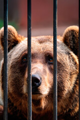 bear behind bars