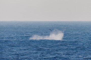 ブリーチング（ジャンプ）、ペダンクルアーチ（海面に背中を出す）をしている。陸から見えたザトウクジラ（ナガスクジラ科）の群れが泳ぐ様子。クロアシアホウドリ（アホウドリ科）も飛ぶ。翼長は２m以上。
英名学名：Humpback Whale, Megaptera novaeangliae
Black-footed albatross, Diomedea nigripes
東京都伊豆諸島八丈島-2025年
