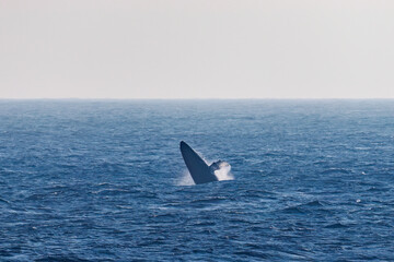 Obraz premium ブリーチング（ジャンプ）をしている。 陸から見えたザトウクジラ（ナガスクジラ科）の群れが泳ぐ様子。 英名学名：Humpback Whale, Megaptera novaeangliae 真新しい溶岩でできた荒々しい海岸線の底土港外。 東京都伊豆諸島八丈島-2025年 