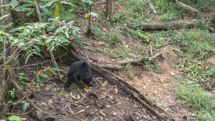 Biruang feeds in the Bornean Sun Bear Conservation Centre. An endemic animal with black fur and an orange muzzle eats fruits laid out on the ground at the roots of trees. Top view. Malaysia. Borneo.