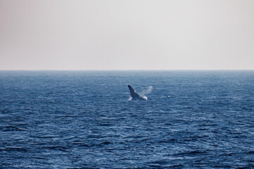 Obraz premium ブリーチング（ジャンプ）をしている。 陸から見えたザトウクジラ（ナガスクジラ科）の群れが泳ぐ様子。 英名学名：Humpback Whale, Megaptera novaeangliae 真新しい溶岩でできた荒々しい海岸線の底土港外。 東京都伊豆諸島八丈島-2025年 