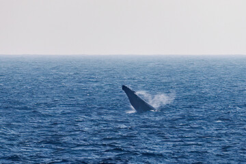 Fototapeta premium ヒートラン（クジラの群れが固まって激しく泳ぐ）、ブロー（背中にある鼻を海面に出して息継ぎしている）、スパイホップ（海面から顔を出す）をしている。 陸から見えたザトウクジラ（ナガスクジラ科）の群れが泳ぐ様子。 英名学名：Humpback Whale, Megaptera novaeangliae 真新しい溶岩でできた荒々しい海岸線の底土港外。 東京都伊豆諸島八丈島-2025年 