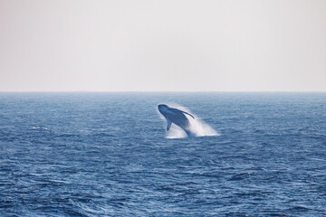 Fototapeta premium ブリーチング（ジャンプ）をしている。 陸から見えたザトウクジラ（ナガスクジラ科）の群れが泳ぐ様子。 英名学名：Humpback Whale, Megaptera novaeangliae 真新しい溶岩でできた荒々しい海岸線の底土港外。 東京都伊豆諸島八丈島-2025年 