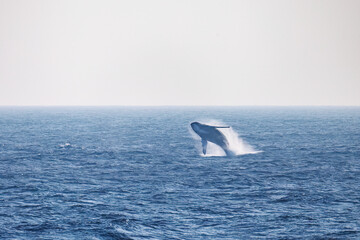 Fototapeta premium ブリーチング（ジャンプ）をしている。 陸から見えたザトウクジラ（ナガスクジラ科）の群れが泳ぐ様子。 英名学名：Humpback Whale, Megaptera novaeangliae 真新しい溶岩でできた荒々しい海岸線の底土港外。 東京都伊豆諸島八丈島-2025年 