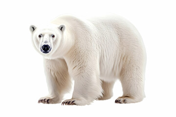 Polar Bear Photo Isolated on White Background Mammal in Full View