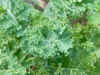Top view of kale
