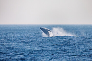 ブリーチング（ジャンプ）をしている。
陸から見えたザトウクジラ（ナガスクジラ科）の群れが泳ぐ様子。
英名学名：Humpback Whale, Megaptera novaeangliae
真新しい溶岩でできた荒々しい海岸線の底土港外。
東京都伊豆諸島八丈島-2025年
