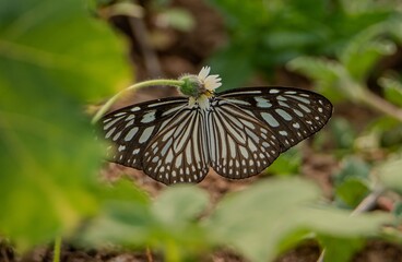 butterfly on a flower