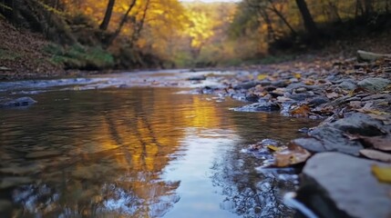 River Flowing Through a Forest with Golden Autumn Foliage Reflected in Water