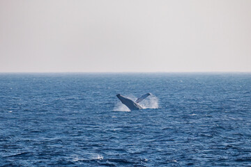 Fototapeta premium ブリーチング（ジャンプ）をしている。 陸から見えたザトウクジラ（ナガスクジラ科）の群れが泳ぐ様子。 英名学名：Humpback Whale, Megaptera novaeangliae 真新しい溶岩でできた荒々しい海岸線の底土港外。 東京都伊豆諸島八丈島-2025年 