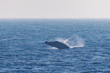 Fototapeta premium ブリーチング（ジャンプ）をしている。 陸から見えたザトウクジラ（ナガスクジラ科）の群れが泳ぐ様子。 英名学名：Humpback Whale, Megaptera novaeangliae 真新しい溶岩でできた荒々しい海岸線の底土港外。 東京都伊豆諸島八丈島-2025年 