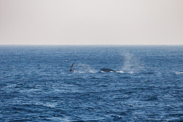 Fototapeta premium ヒートラン（クジラの群れが固まって激しく泳ぐ）、フルークダウン（潜水するために尻尾を海面に出している）している。 ペダンクルアーチ（海面に背中を出す）をしている。 陸から見えたザトウクジラ（ナガスクジラ科）の群れが泳ぐ様子。 英名学名：Humpback Whale, Megaptera novaeangliae 真新しい溶岩でできた荒々しい海岸線の底土港外。 東京都伊豆諸島八丈島-2025年 