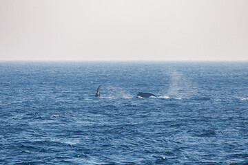 Fototapeta premium ヒートラン（クジラの群れが固まって激しく泳ぐ）、フルークダウン（潜水するために尻尾を海面に出している）している。 ペダンクルアーチ（海面に背中を出す）をしている。 陸から見えたザトウクジラ（ナガスクジラ科）の群れが泳ぐ様子。 英名学名：Humpback Whale, Megaptera novaeangliae 真新しい溶岩でできた荒々しい海岸線の底土港外。 東京都伊豆諸島八丈島-2025年 