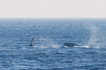 Fototapeta premium ヒートラン（クジラの群れが固まって激しく泳ぐ）、フルークダウン（潜水するために尻尾を海面に出している）している。 ペダンクルアーチ（海面に背中を出す）をしている。 陸から見えたザトウクジラ（ナガスクジラ科）の群れが泳ぐ様子。 英名学名：Humpback Whale, Megaptera novaeangliae 真新しい溶岩でできた荒々しい海岸線の底土港外。 東京都伊豆諸島八丈島-2025年 